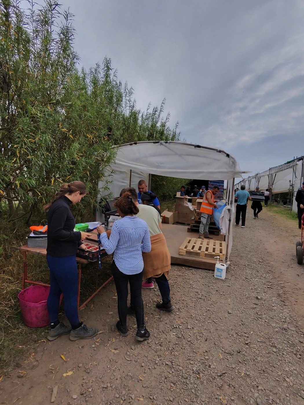 Пункт приёмки ягоды под белым навесом в конце ряда тоннелей: работники сдают ящики, мужчина в оранжевом жилете принимает, на столе весы и коробки, рядом поддоны