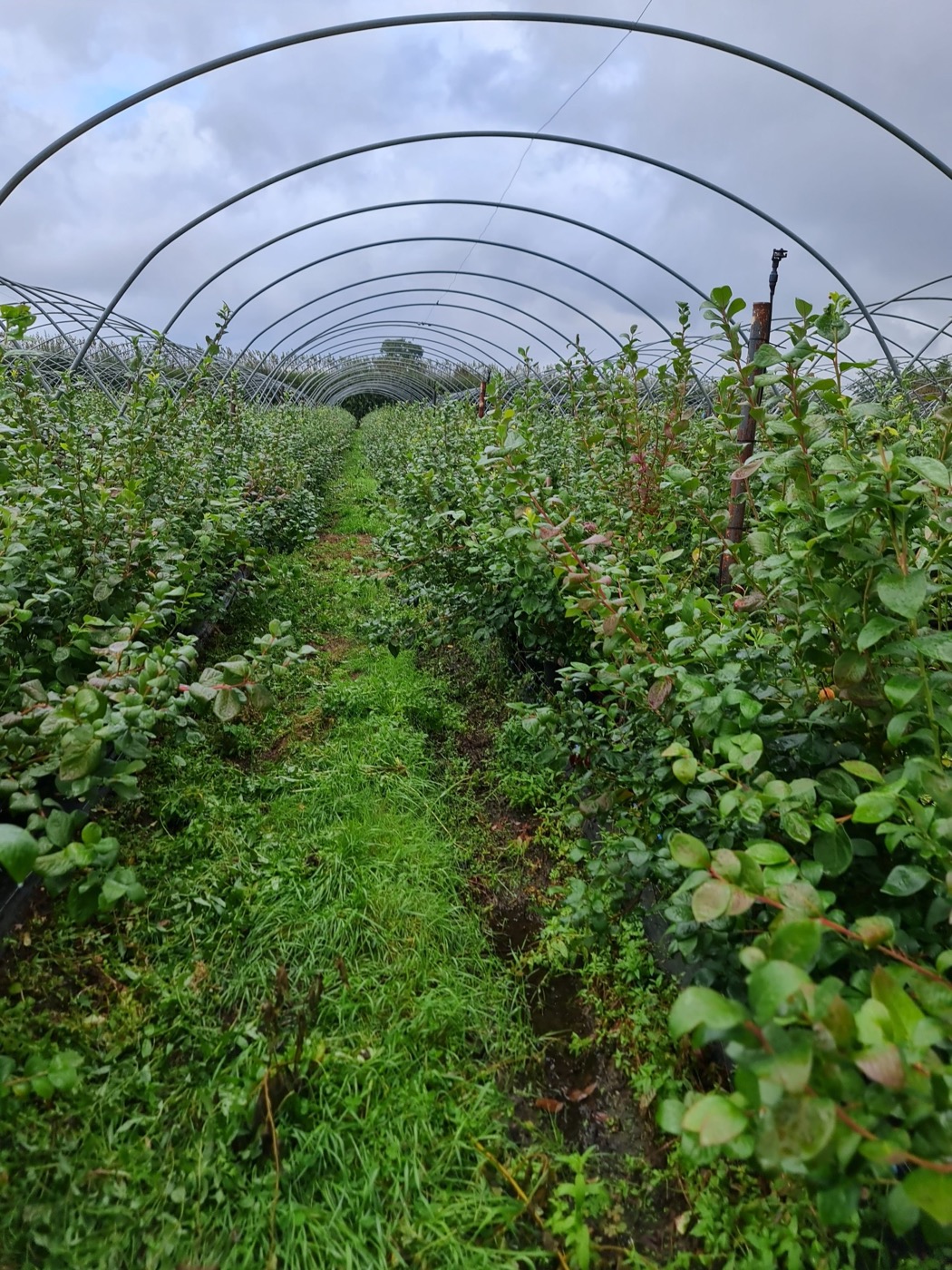 Полутоннель на Sheeplands Farm изнутри: два ряда кустов голубики уходят вглубь, между ними травяная дорожка, над головой дуги каркаса и затянутое небо