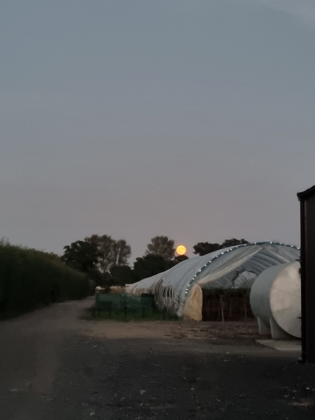 Грунтовая дорога вдоль полутоннеля Sheeplands Farm в сумерках, небо серо-голубое, на горизонте светлая полоса