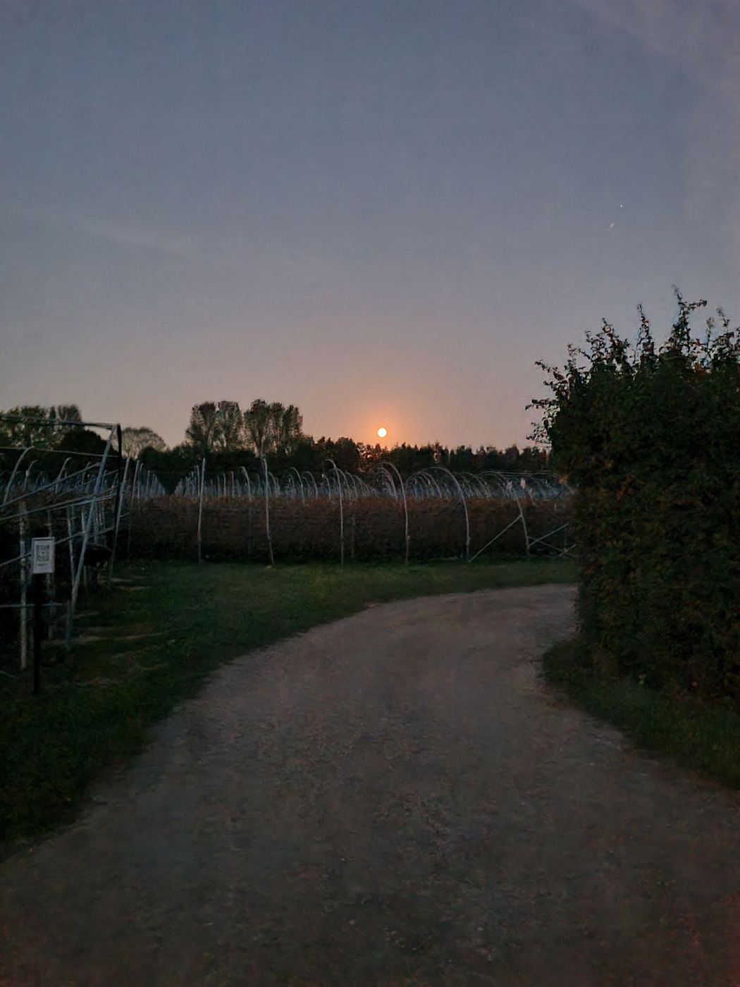 Сумерки на Sheeplands Farm: грунтовая дорога уходит между живой изгородью и плантацией, у горизонта восходит луна
