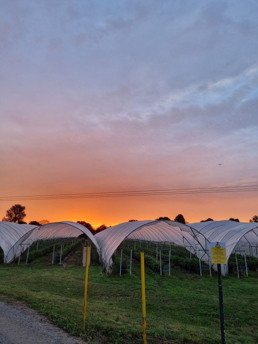 Ряды полутоннелей Sheeplands Farm на фоне оранжевого заката, вдоль них гравийная дорога и жёлтые столбики