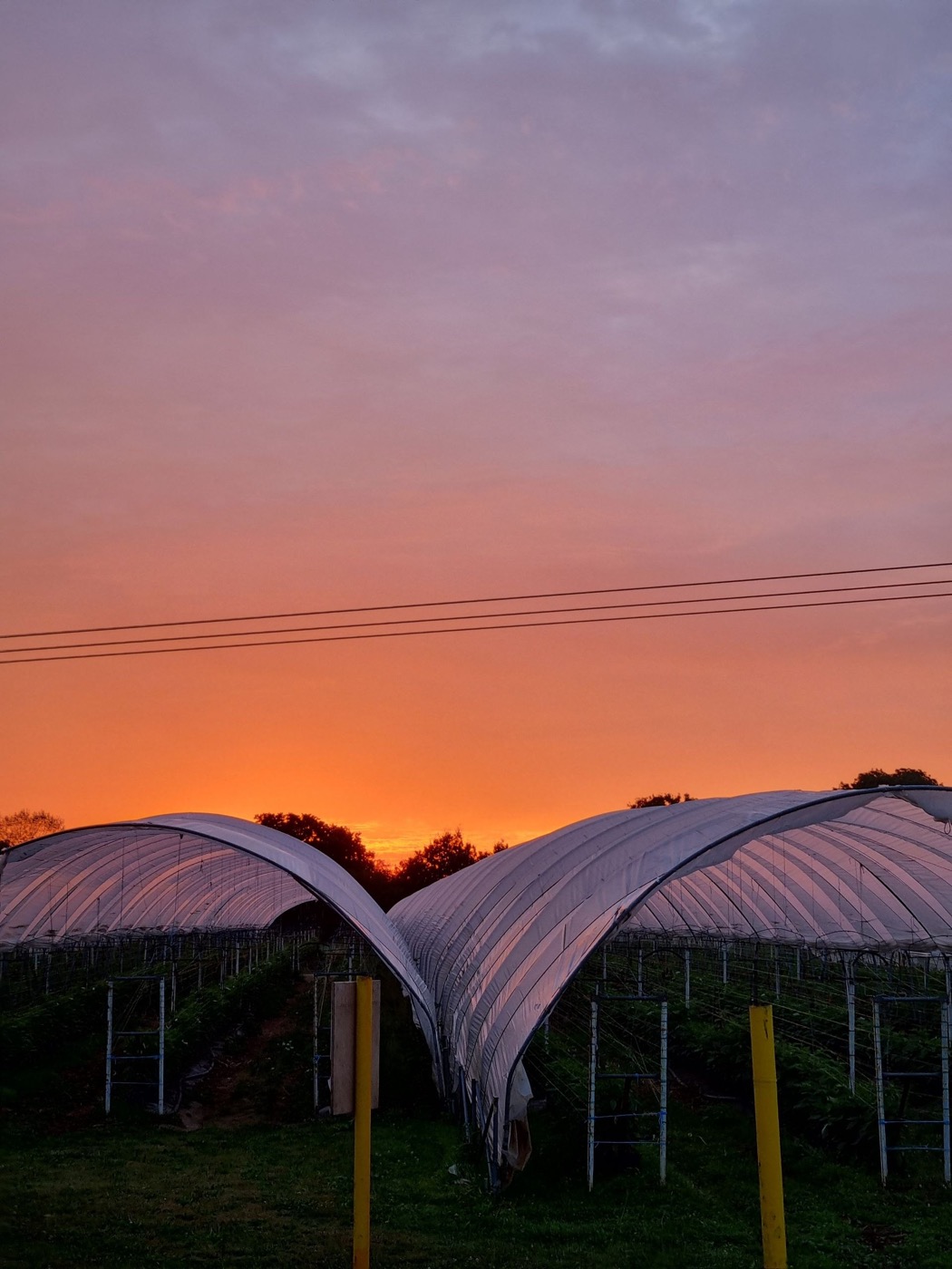 Полутоннели Sheeplands Farm под розово-оранжевым небом, на переднем плане трава и край гравийной дороги