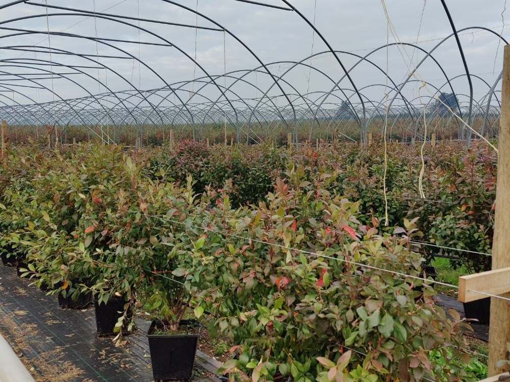 Кусты голубики в горшках под плёнкой на ферме Woodfields