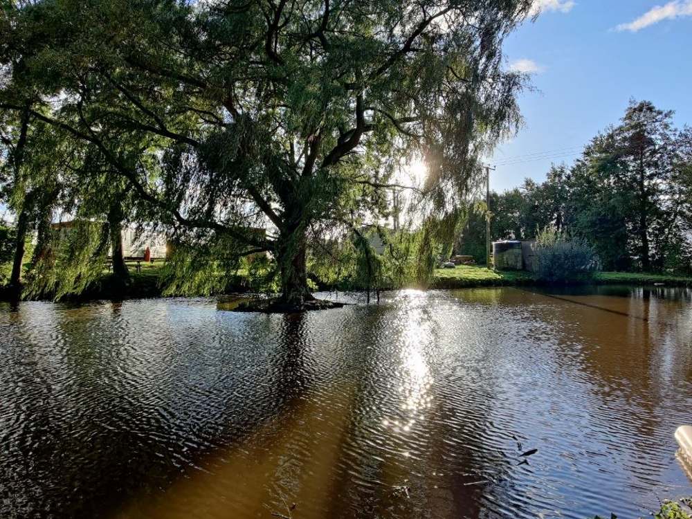 Пруд, дерево и поле у фермы Woodfields в Херефордшире