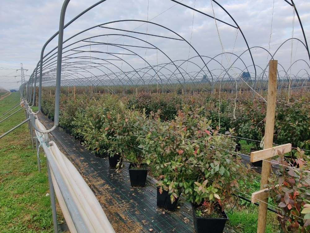 Ряды ягодных посадок под полутоннелем на ферме Woodfields